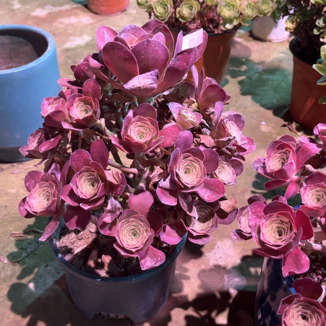 多肉植物魅金玫瑰0026