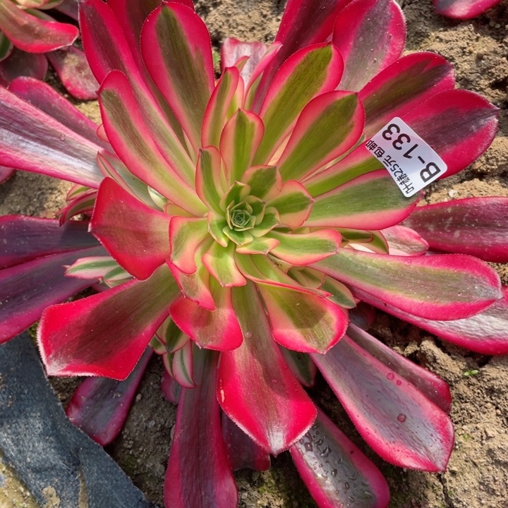 133美杜莎多肉12344678