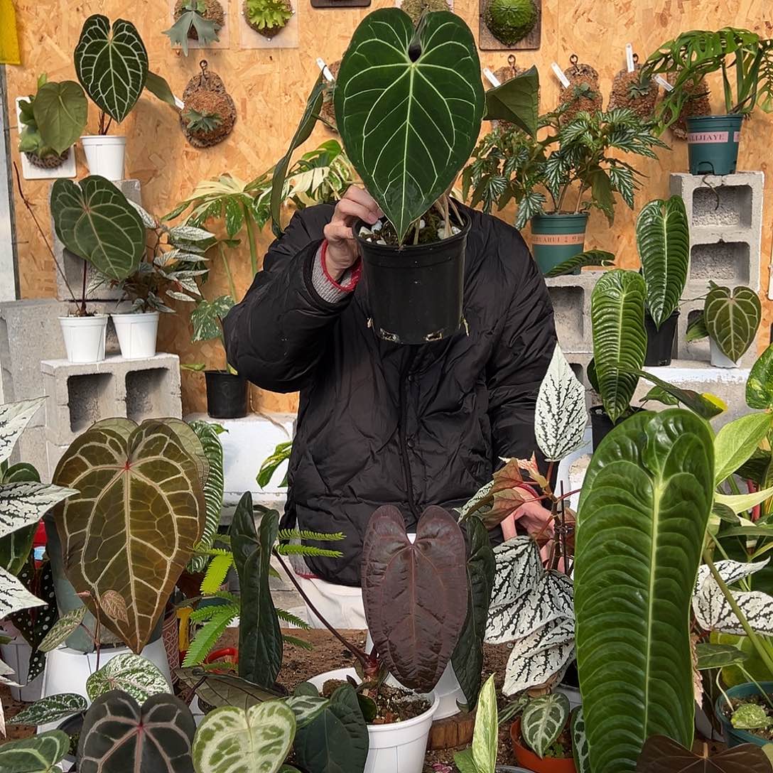 完全开放老桩花烛