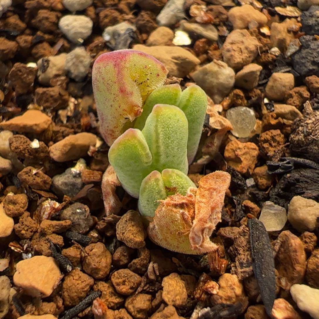 8.14多肉植物组合