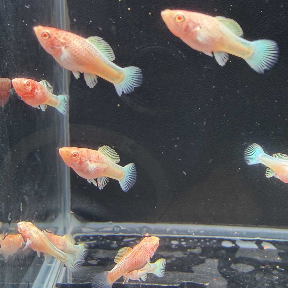 樱花粉钻（樱花白子）钻眼玛丽鱼 原线子代F1 三只起（一单是三只）