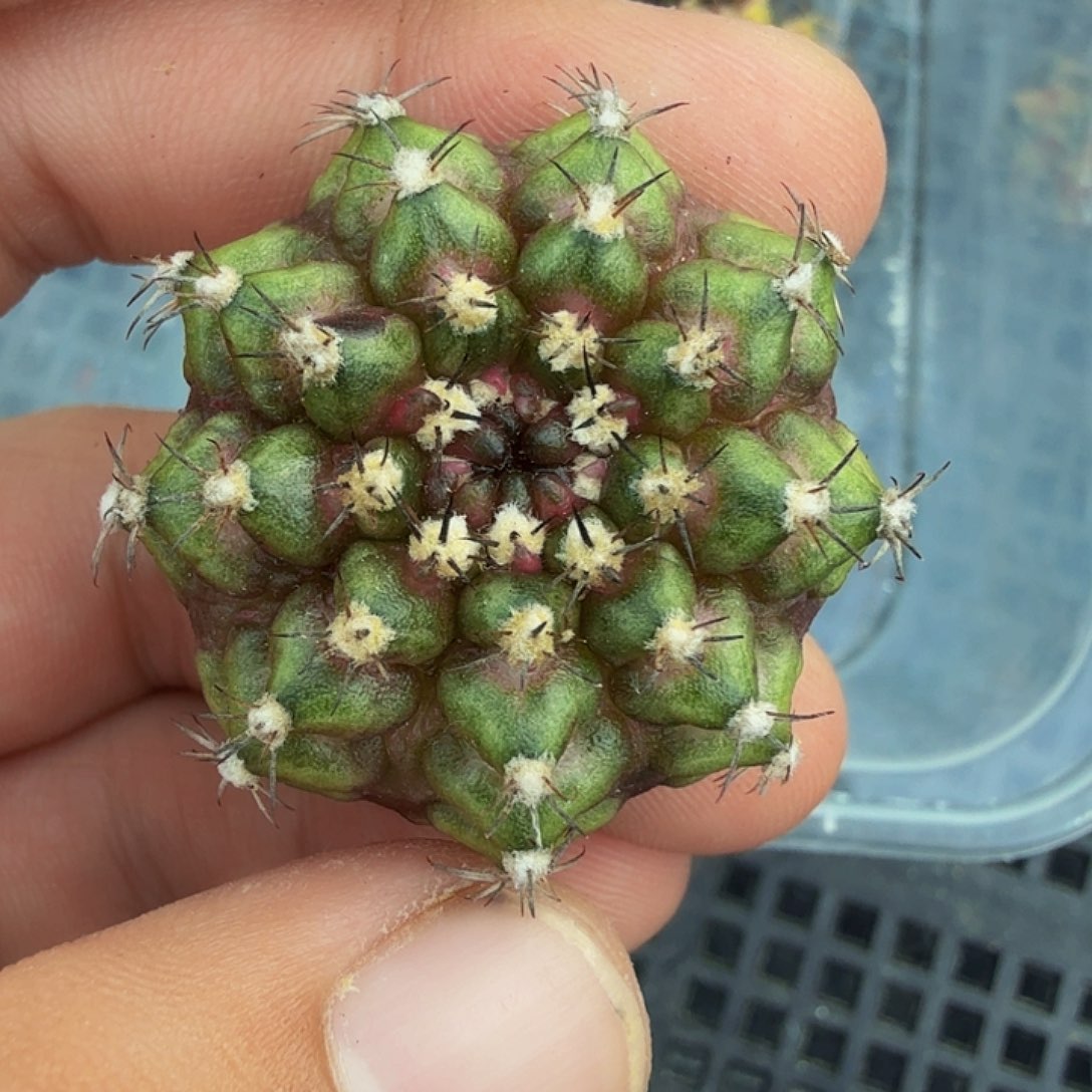 当前无花朵，栽培后可花朵