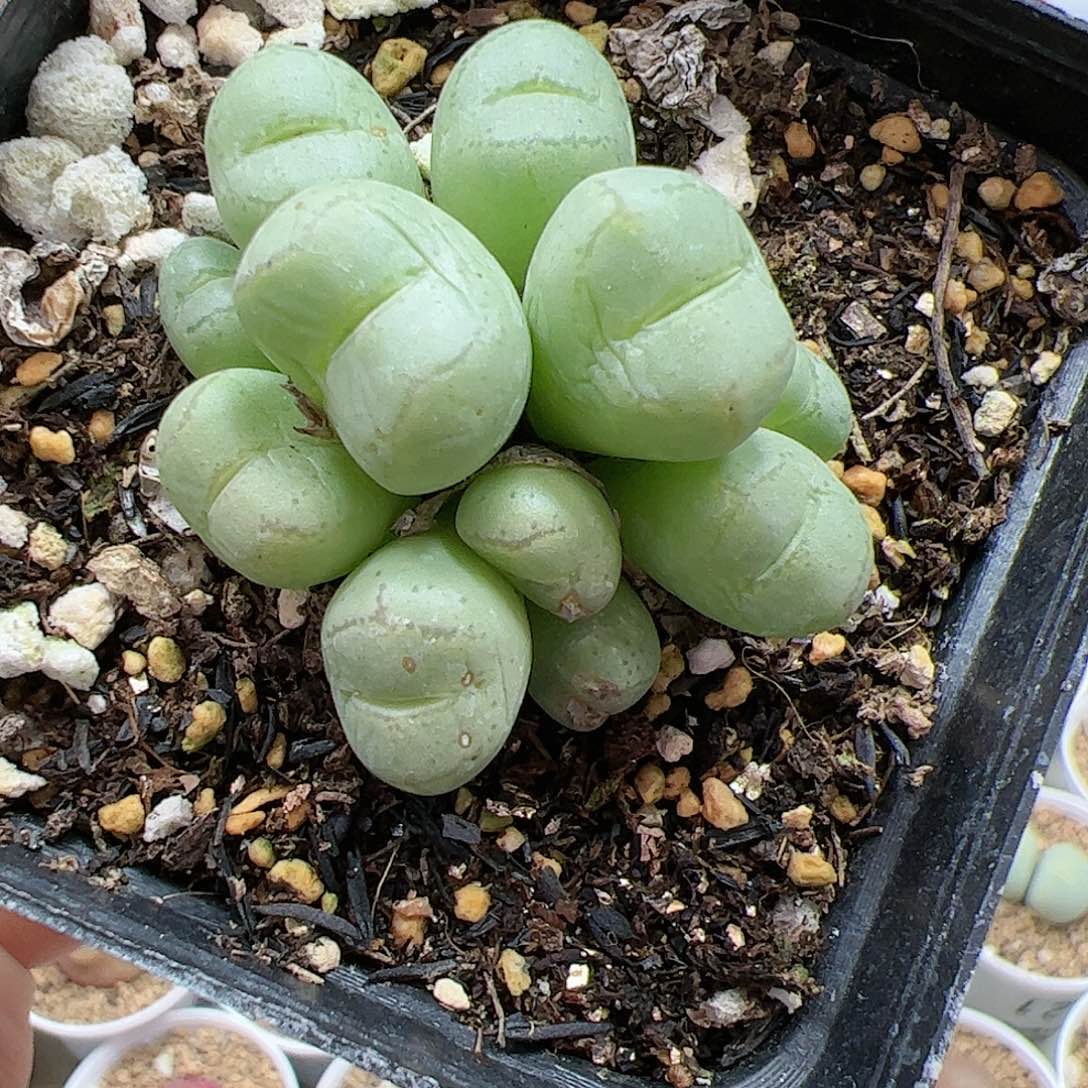 【闪购商品】254 脱土