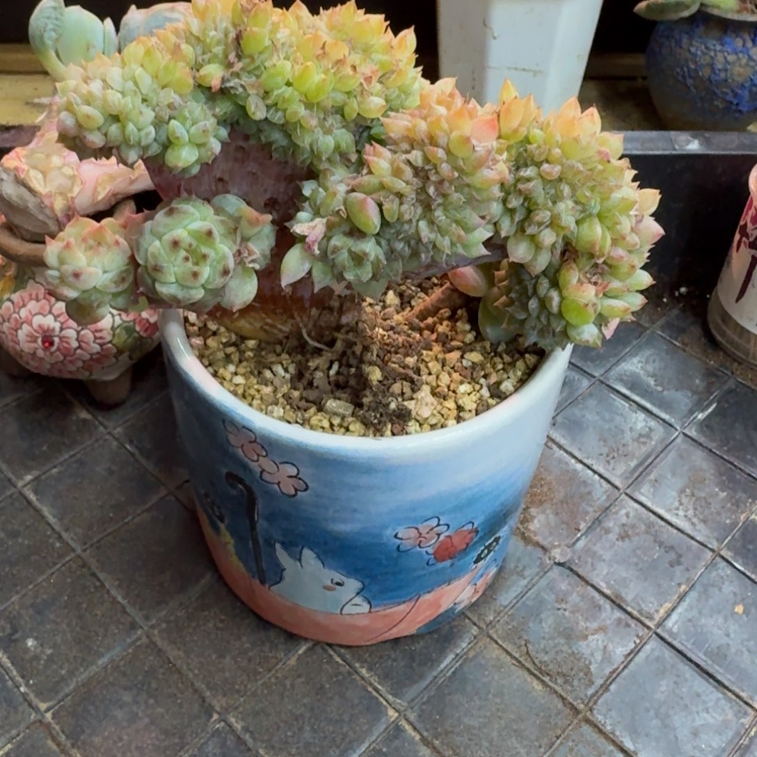 胖***橘一物一拍不退不换默认切