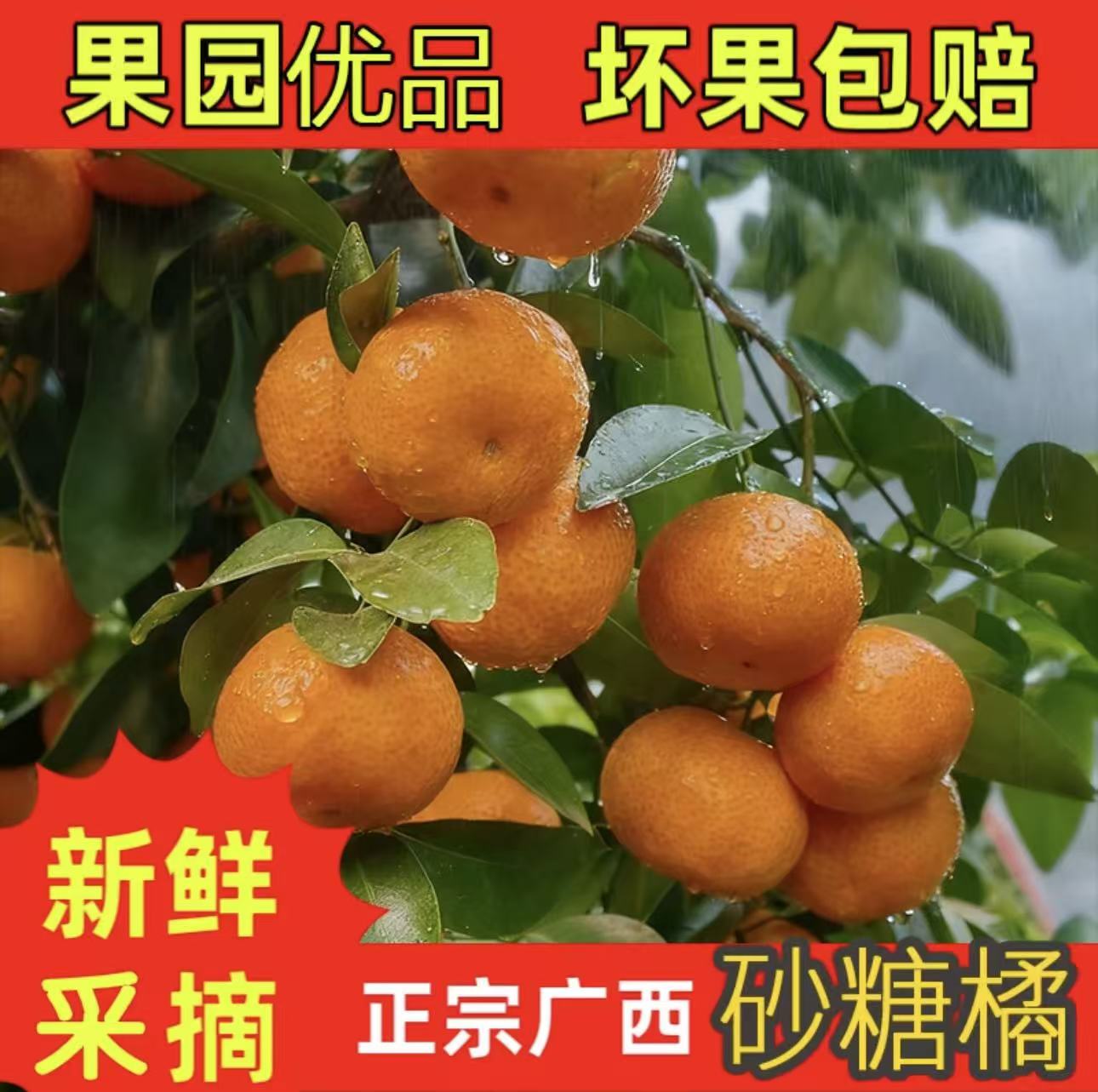 广西当季新鲜砂糖橘皮薄鲜甜多汁果农现摘现发