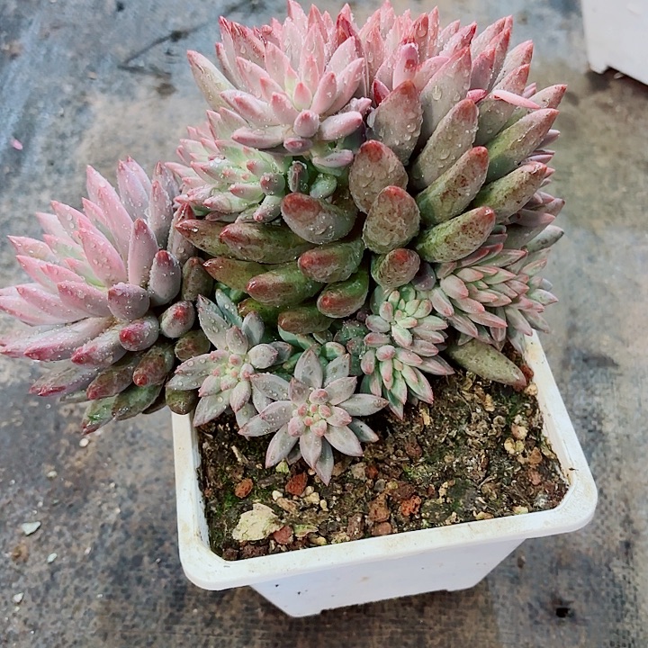 流沙虞美人一物一拍16号