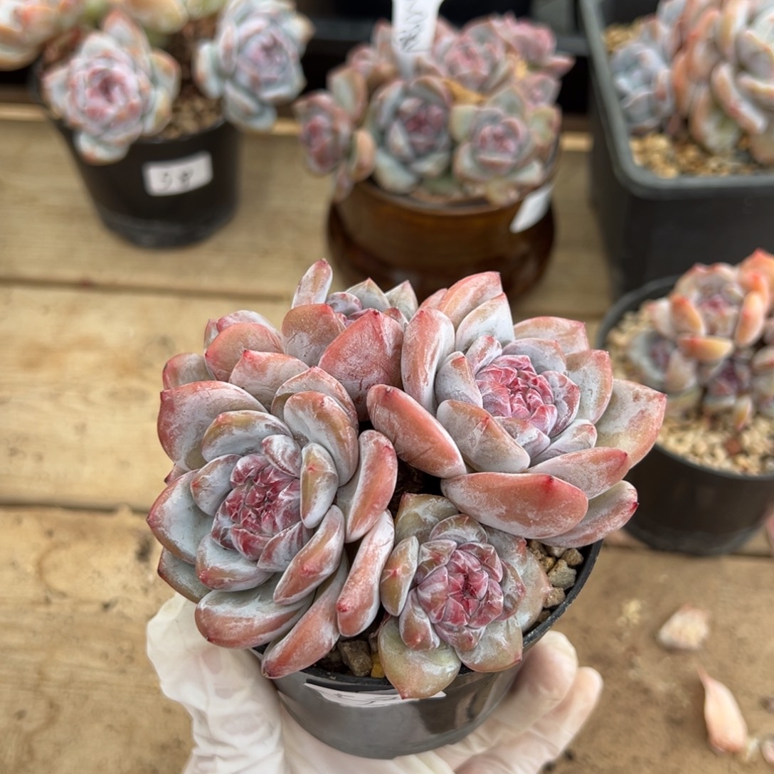 五头趴地糖心满满