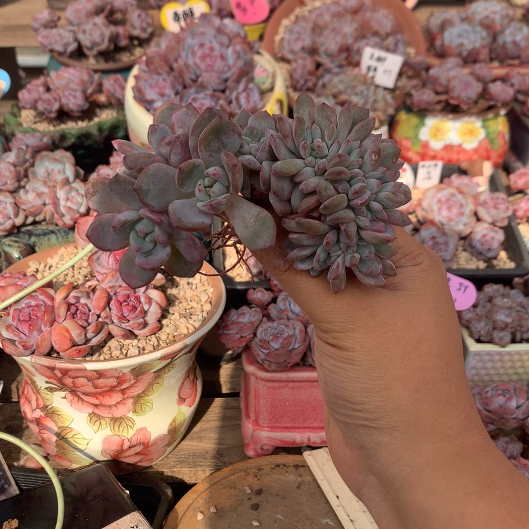 *****哈哈哈哈哈哈哈哈哈