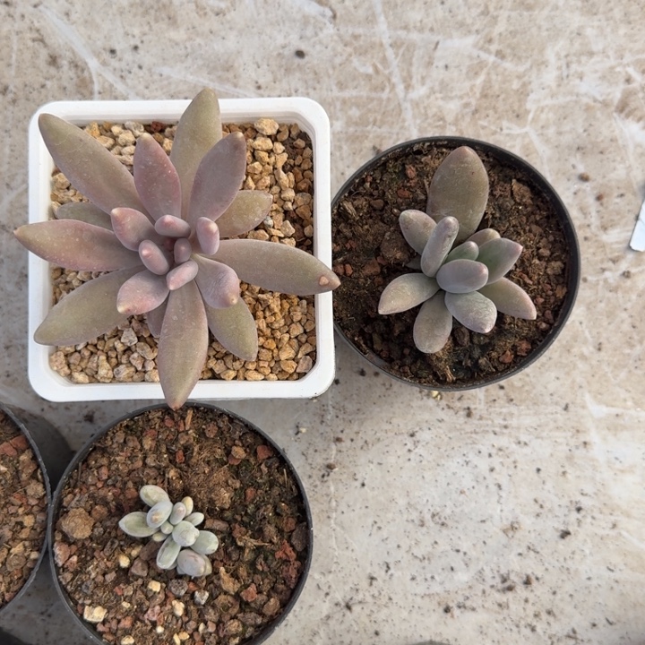 粒子星球 叶插 一物一拍