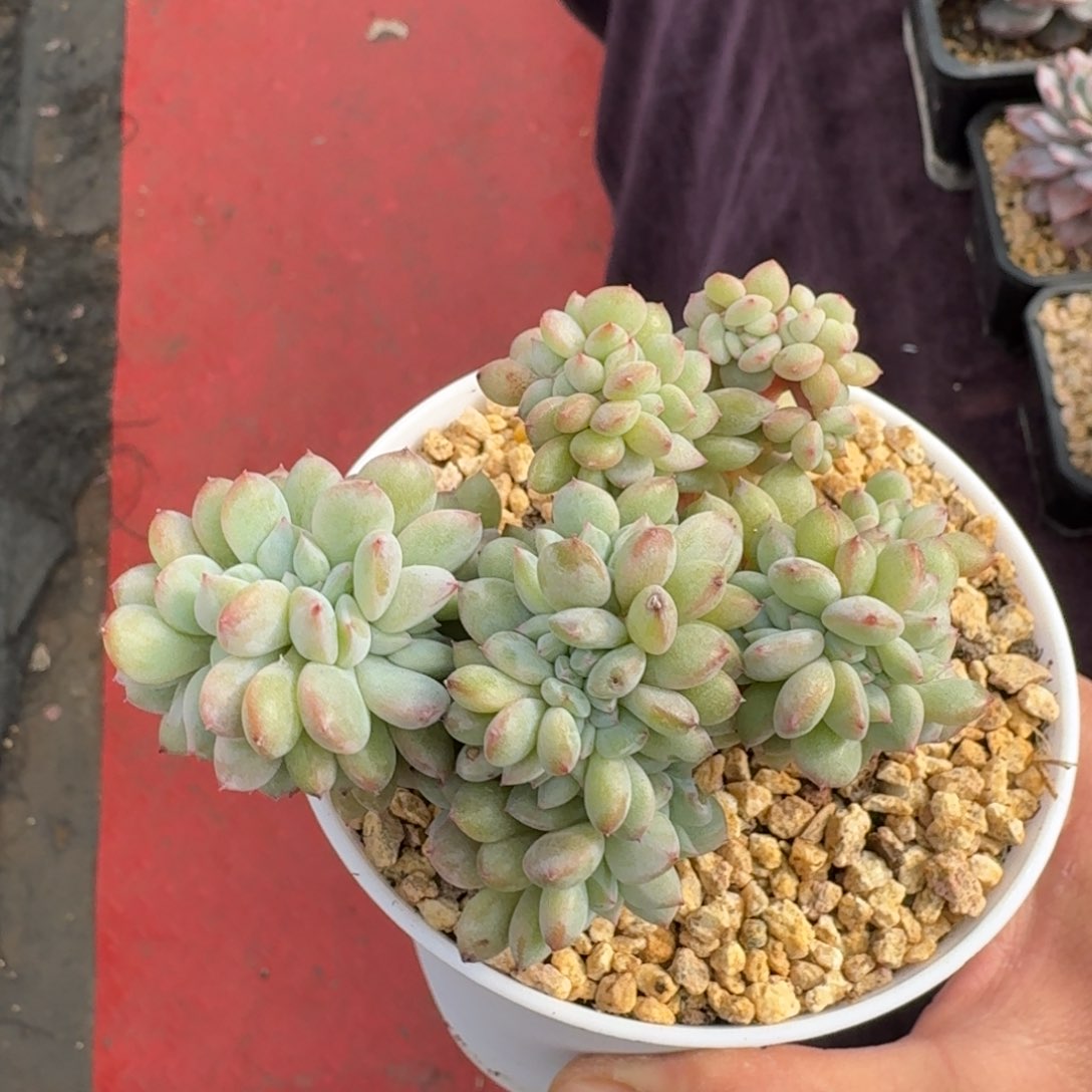 10厘米的尺寸一物一拍的