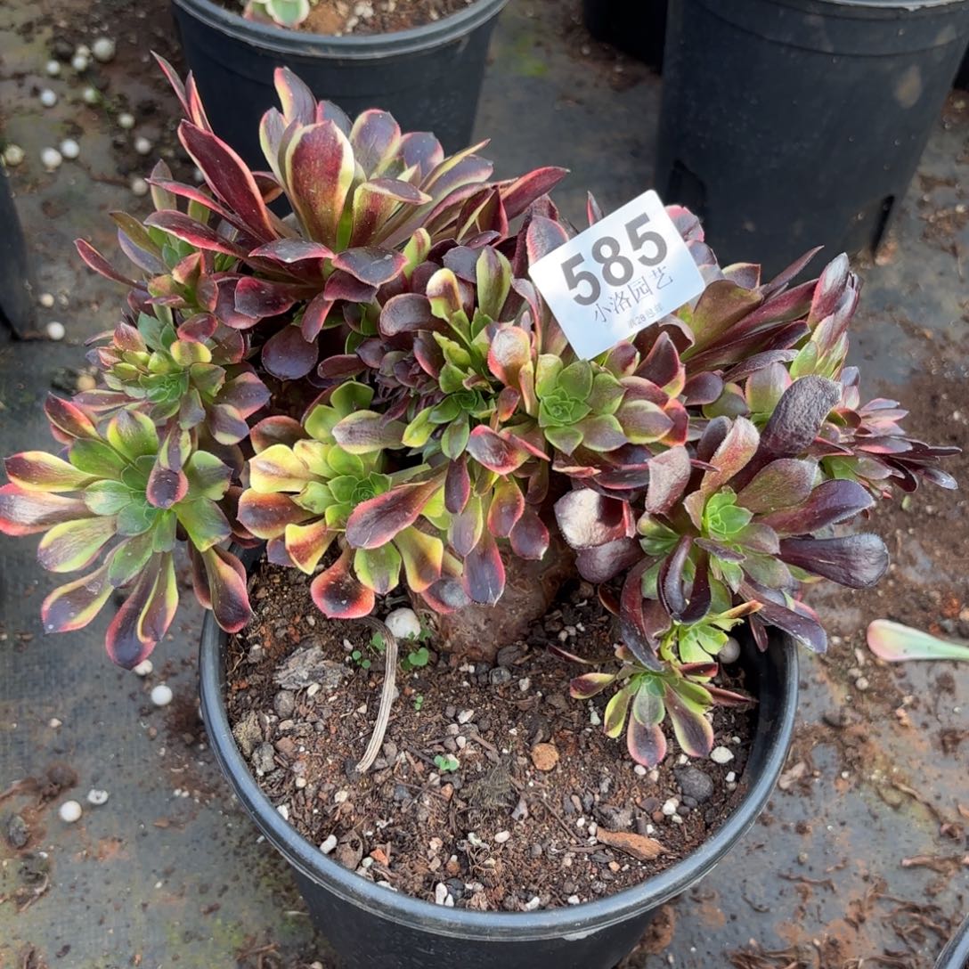 585号欧佳丽缀化多肉植物