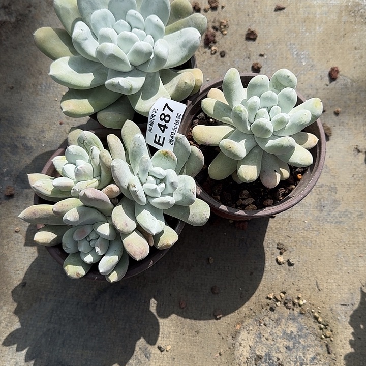 取*拇指哈哈哈哈哈哈哈多肉