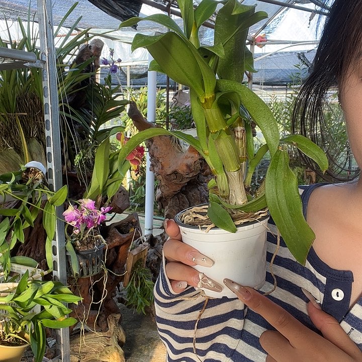 当前无花朵，栽培后可花朵1号秋石斛