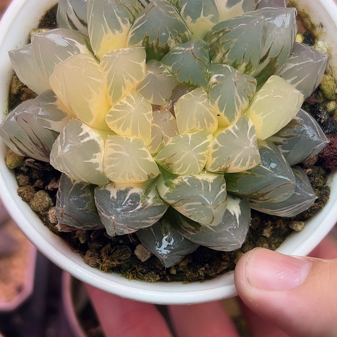 龙爪母本7.9公分十二卷