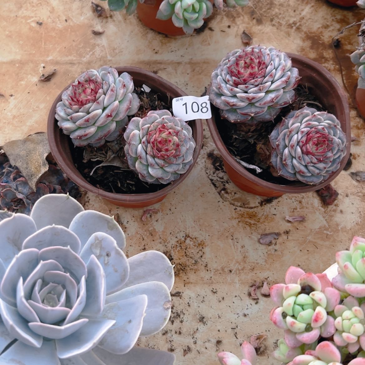 【闪购商品】因****你天鹅绒108多肉