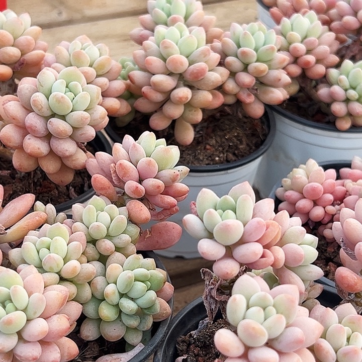 团  022       泡泡酱