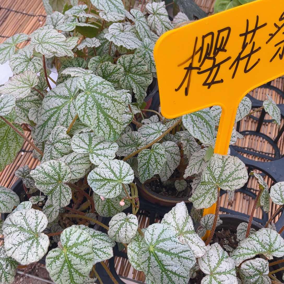 完全开放樱花姬。      