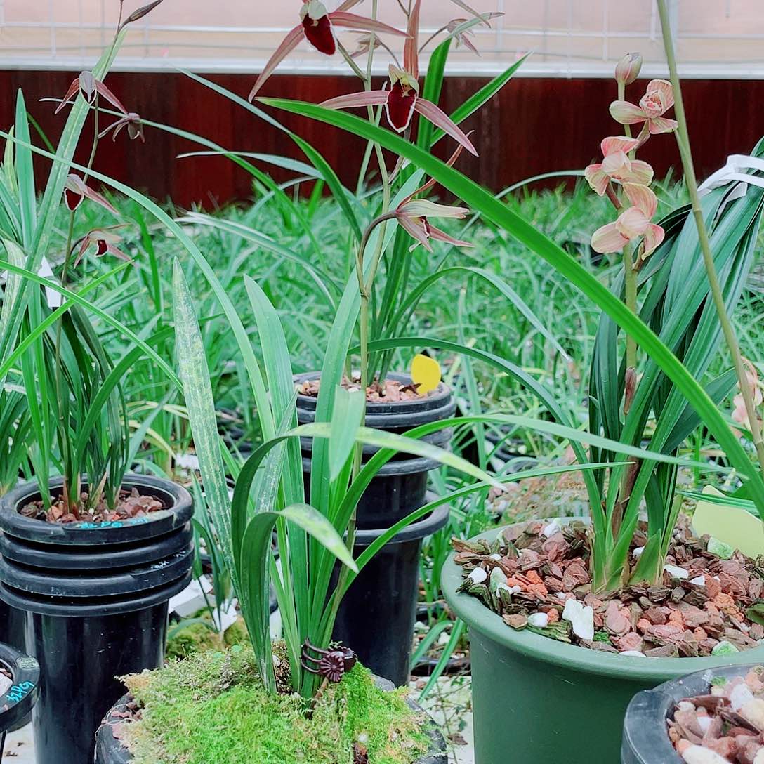 琴***宝完全开放一物一拍漂亮开花