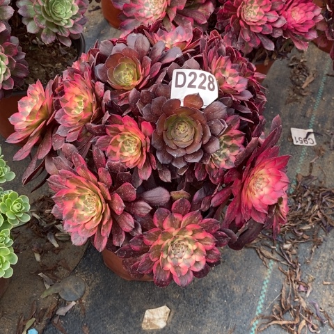 下****福烟花多肉植物法师不包损