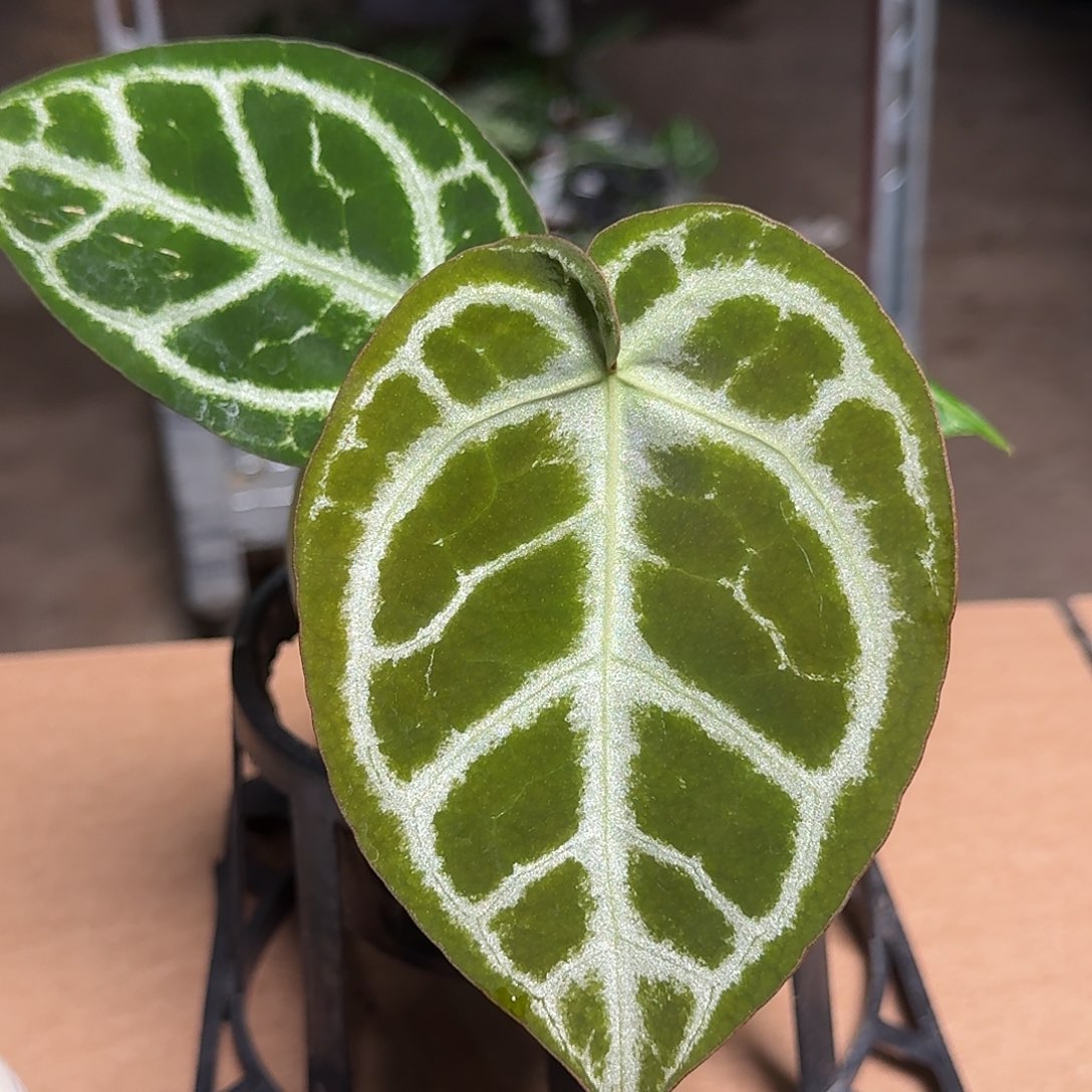 完全开放Y55圆脸小钻石杂skg银