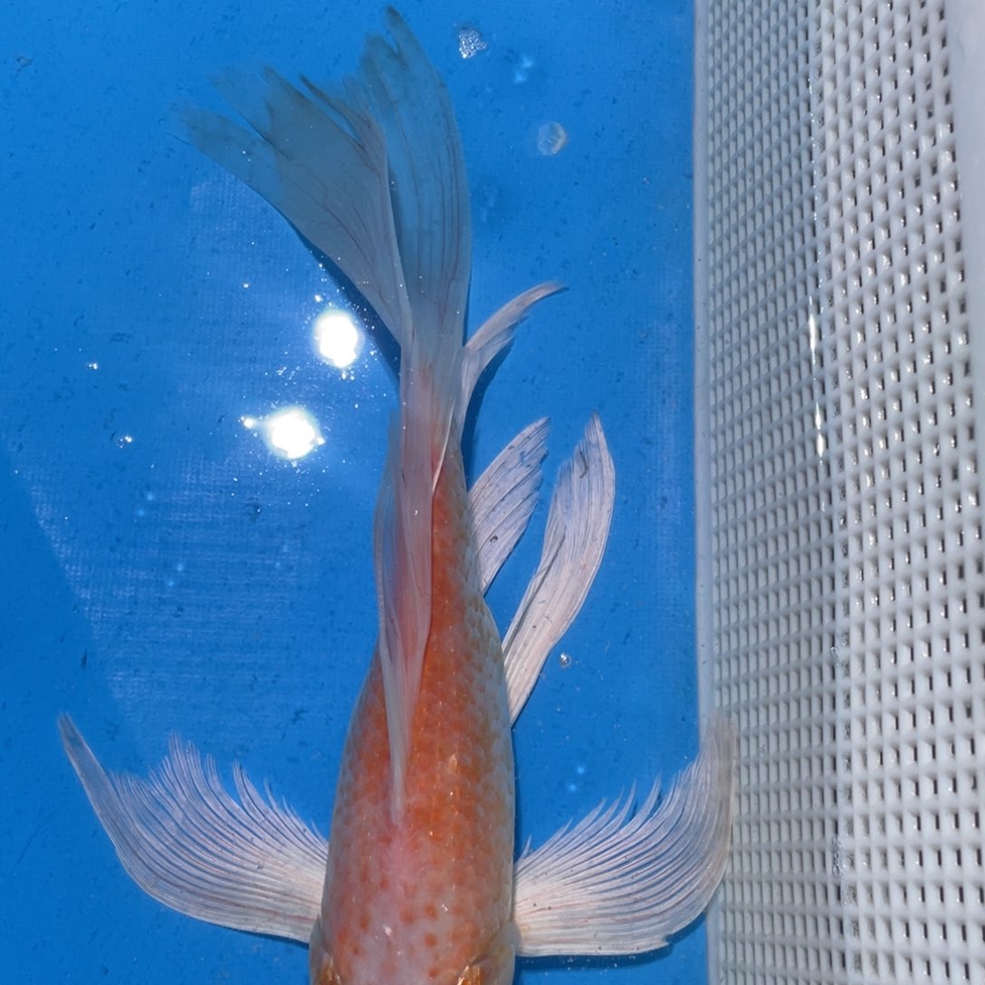 锦鲤锦鲤包邮包售后