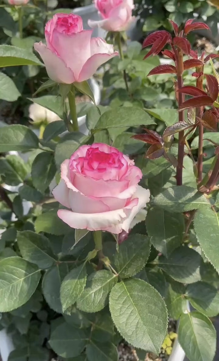 贝拉维塔高酒杯切花中苗原盆原土发货