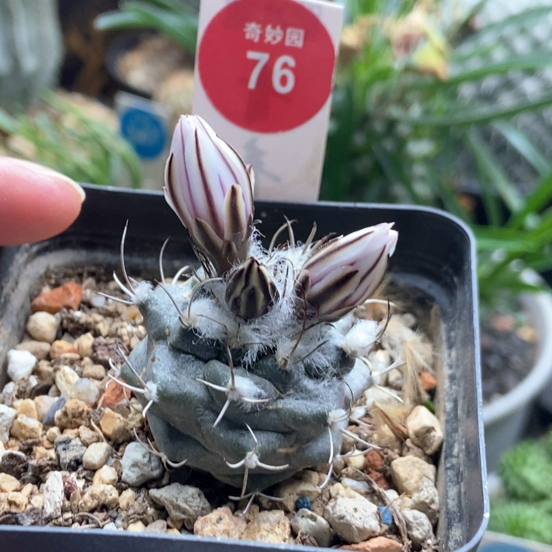 实生雪顶老娇丽3.2cm