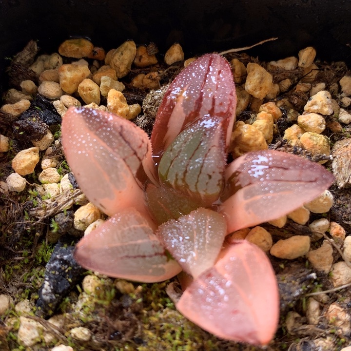 超级克锦带盆土发货