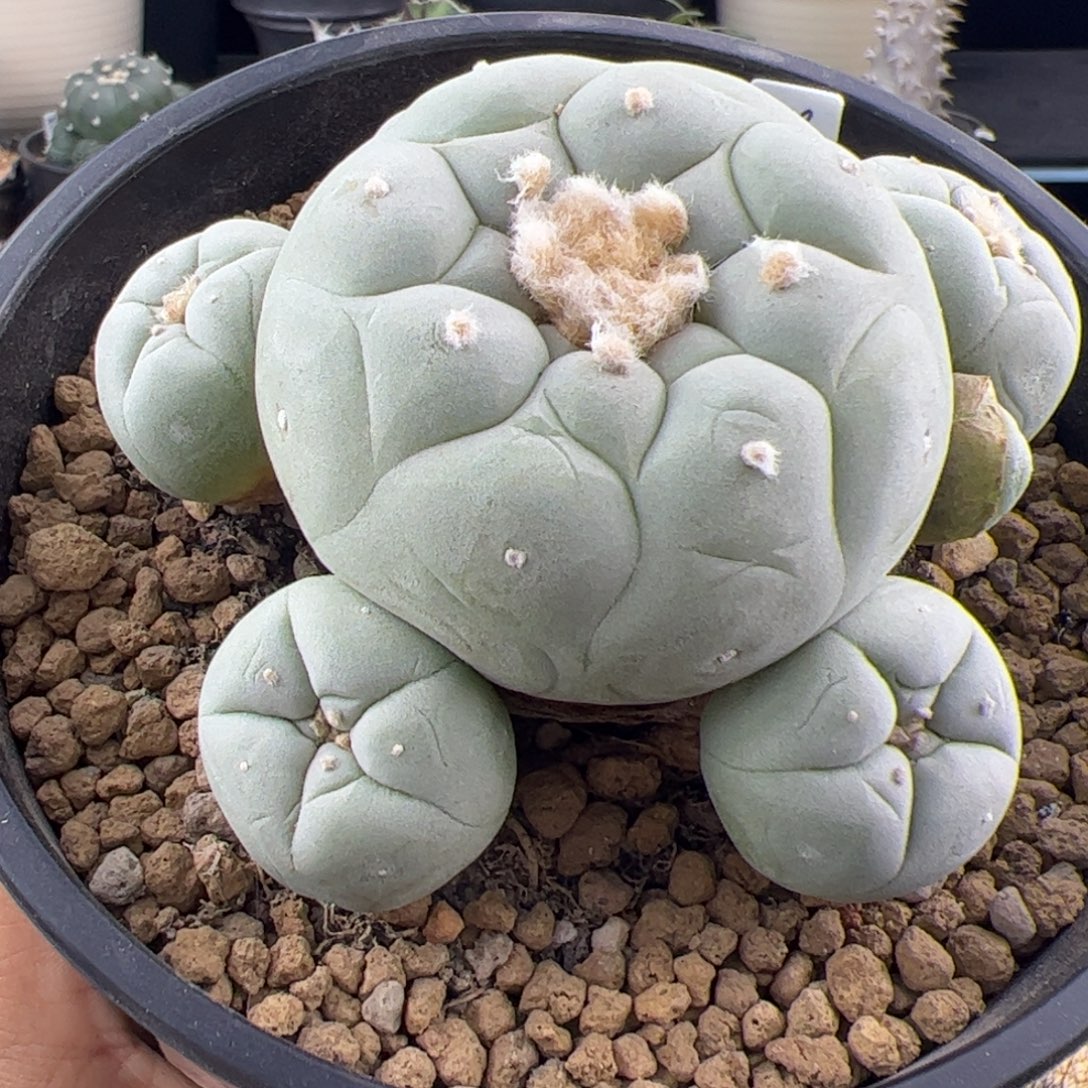 草球群一物一拍329