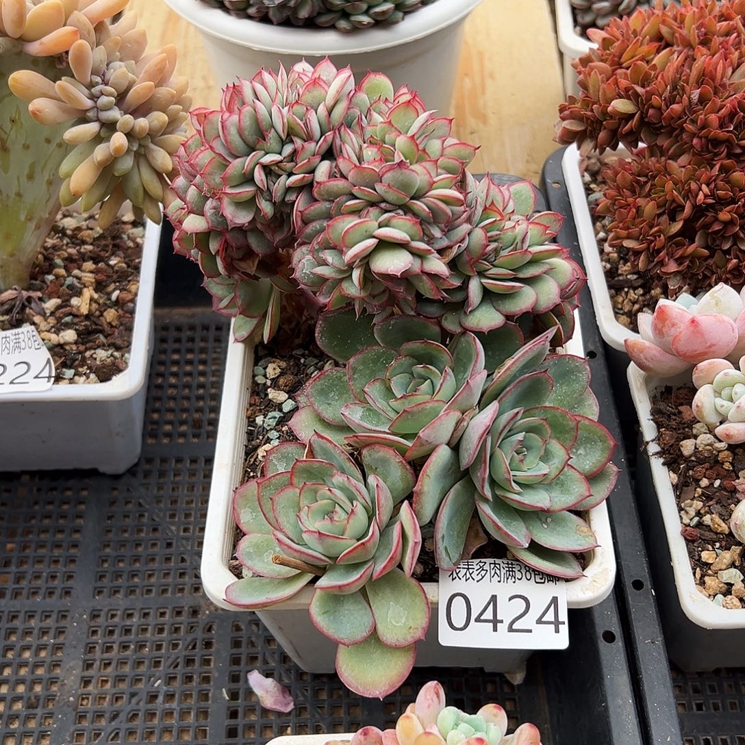 多肉一物一拍植物0424