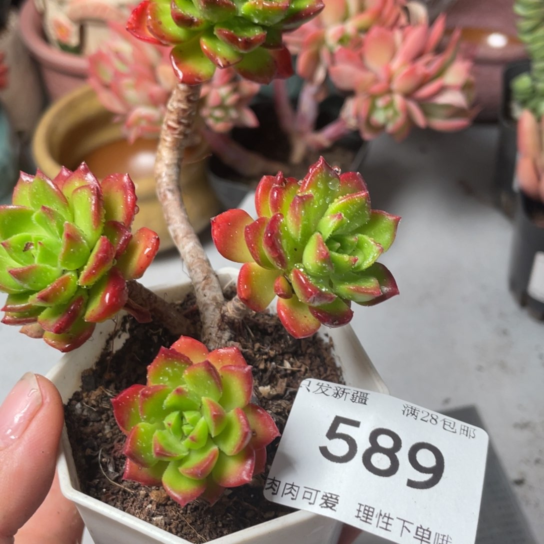 菲儿6cm盆0414-589