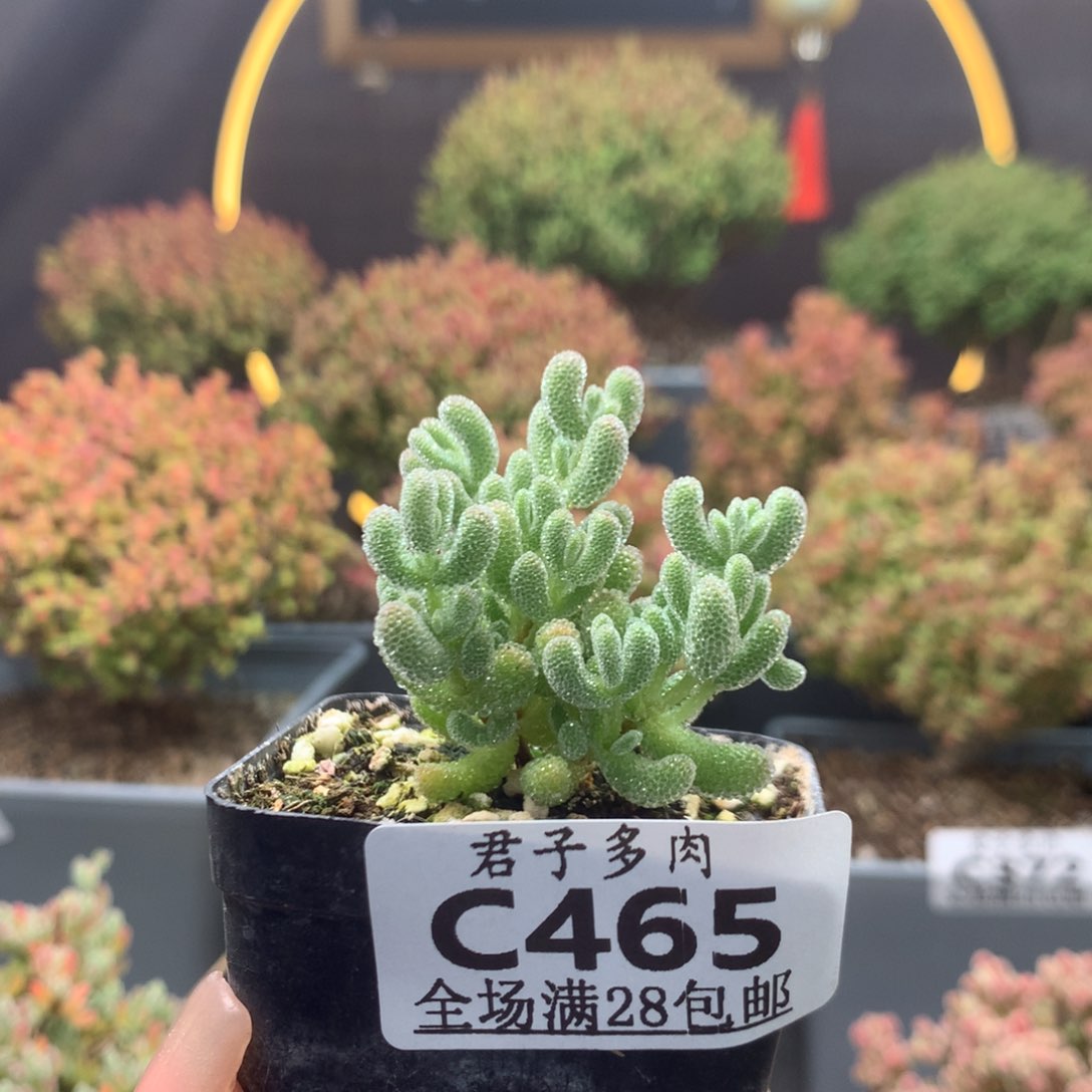 c465冰晶枝干番杏