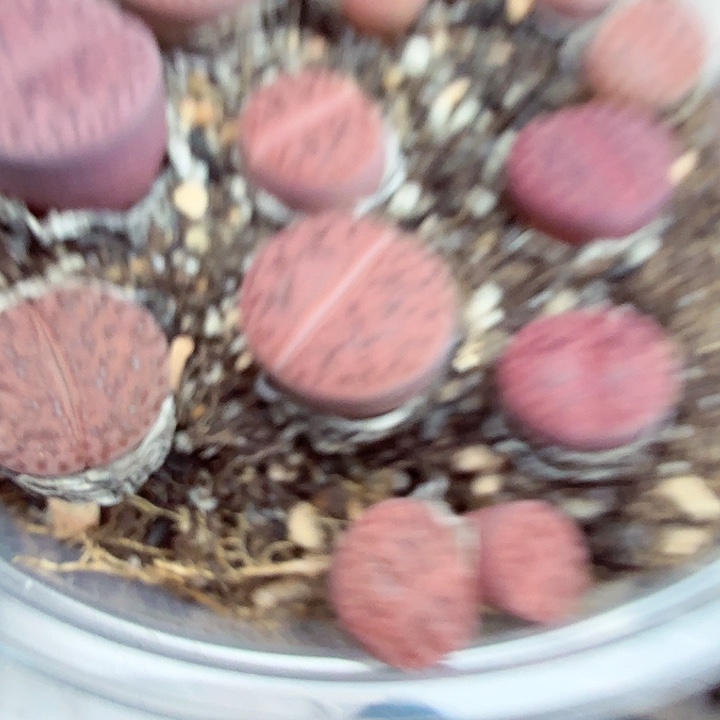 好喜欢看我是怎么想338哈哈