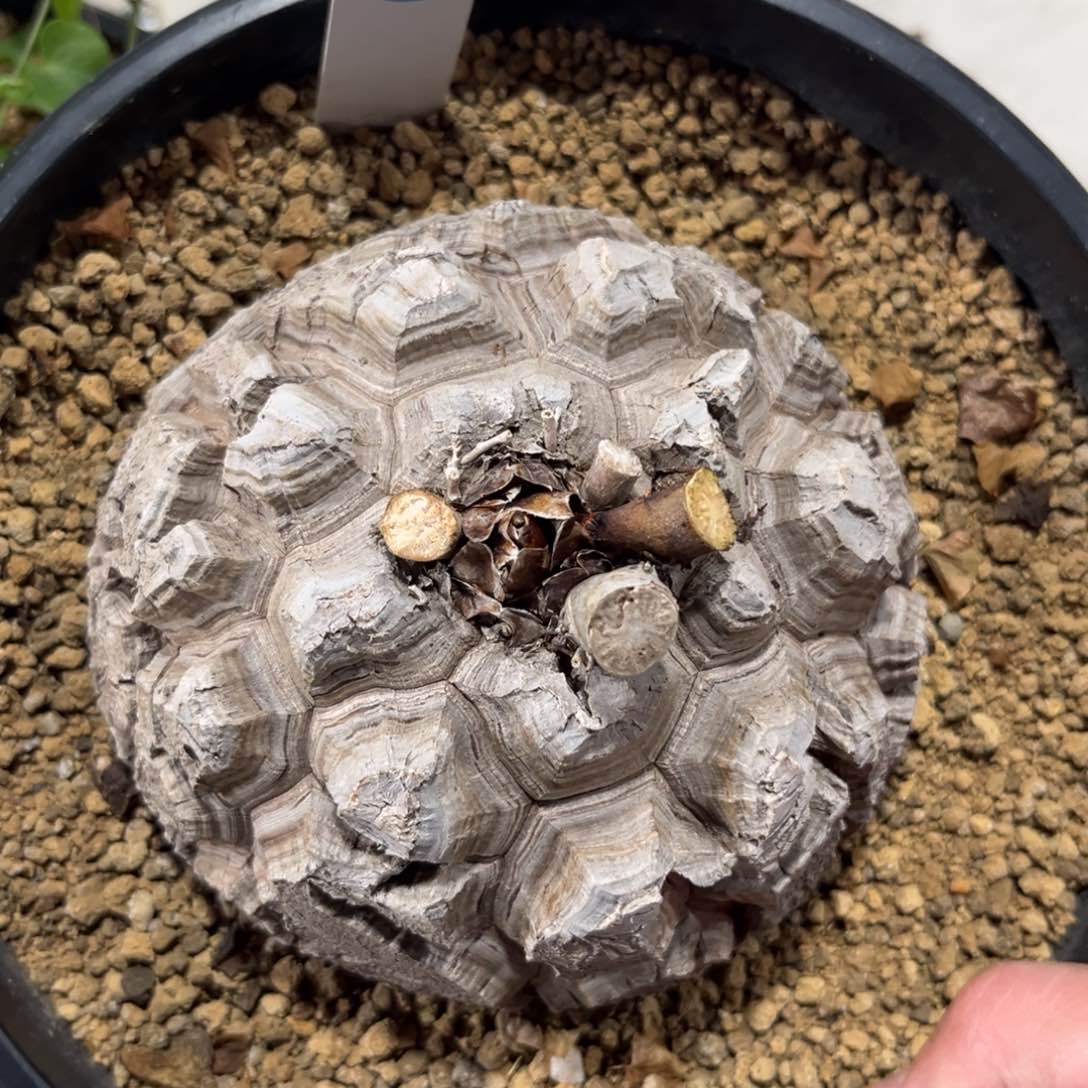 681龟甲龙带盆带土发货