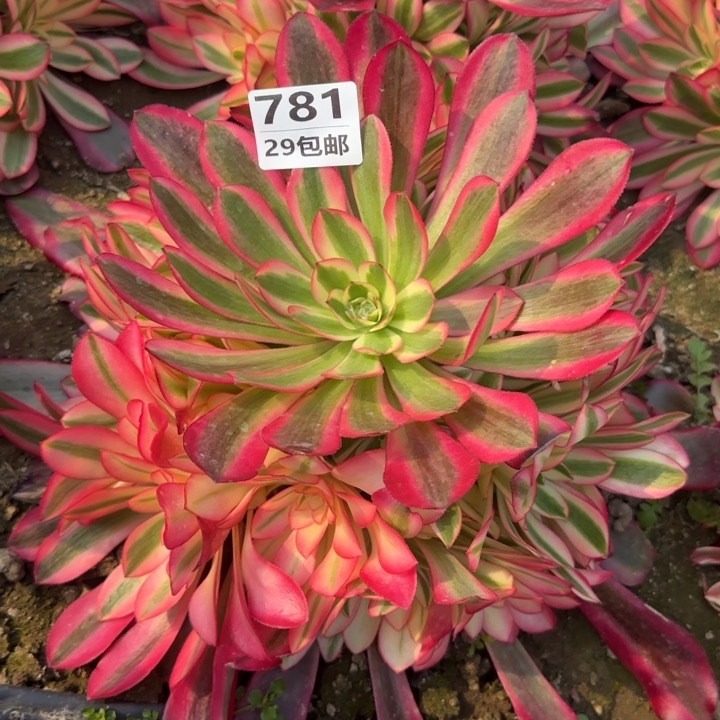 美杜……多肉植物……
