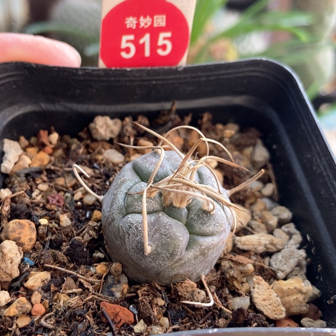 实生上腊长刺娇丽2.5cm