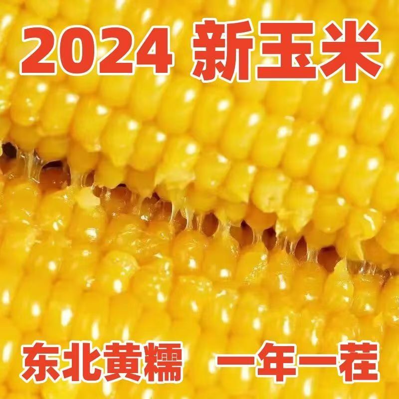 [整箱14根]正宗东北糯玉米黄玉米真空包装非转基因营养代餐粘玉米