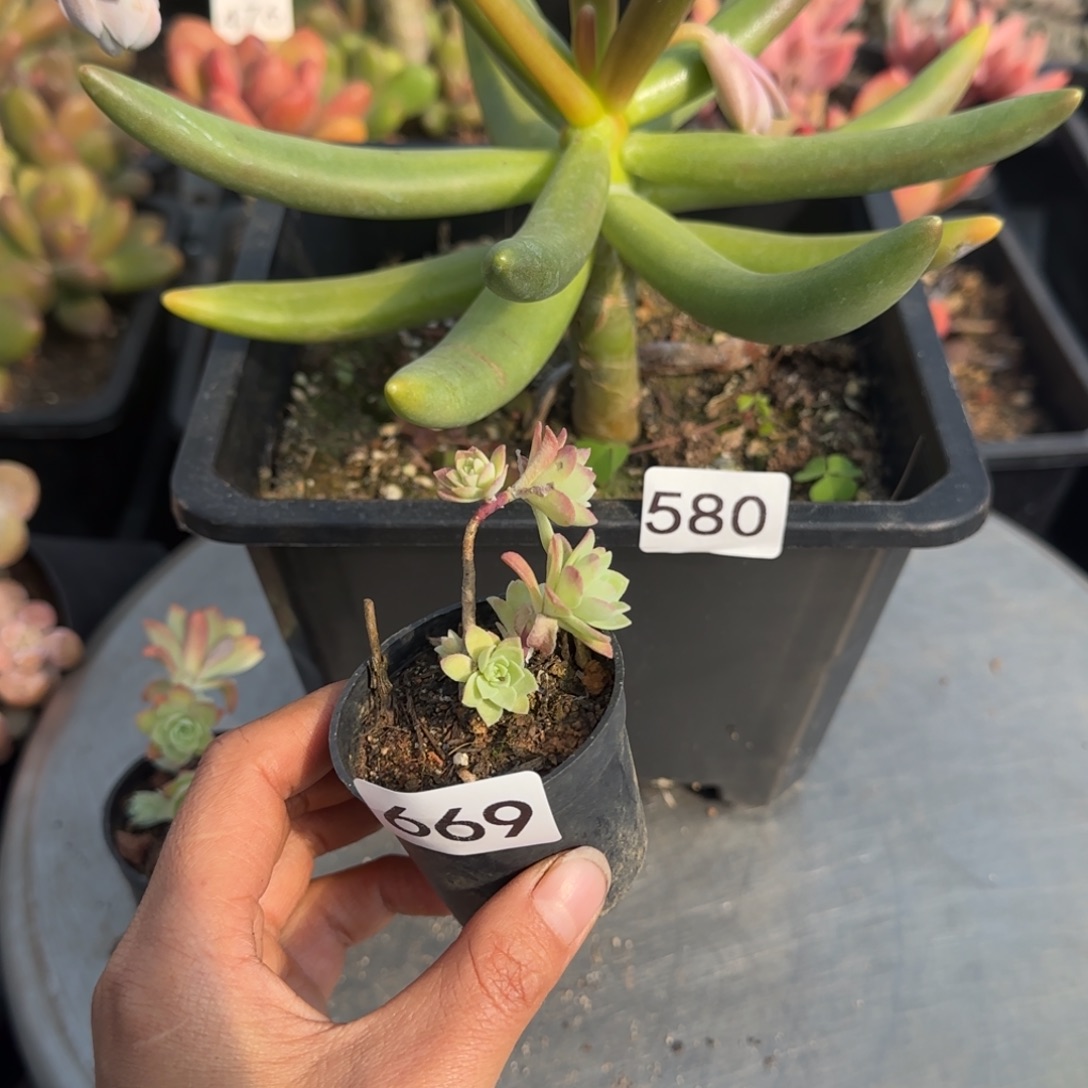 甜***菜669号一物一拍一物一拍