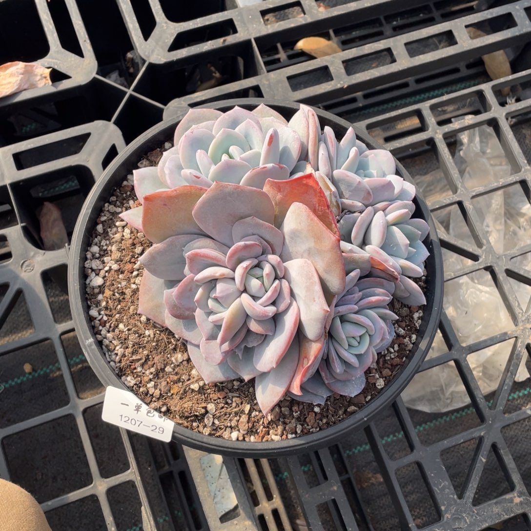 心****1207-29-奶茶。，。，。。。。，。