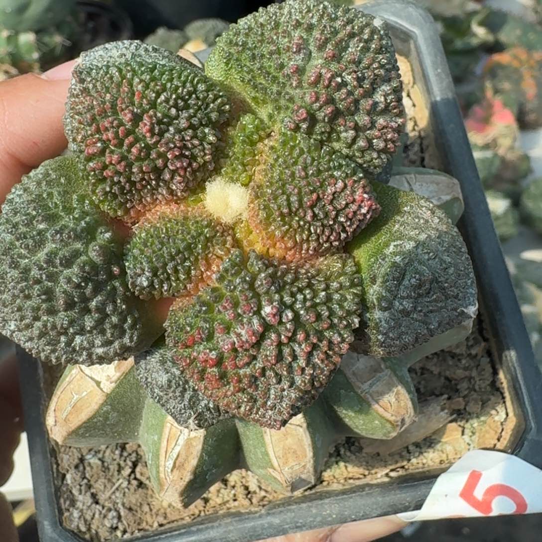 【闪购商品】细腻大尤哥斯拉蜡红锦065
