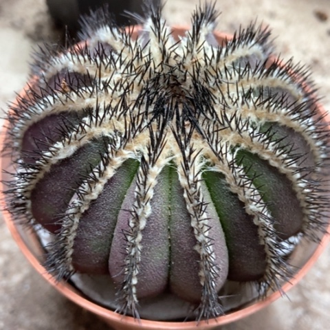 五根油博仙人球5米仙人球