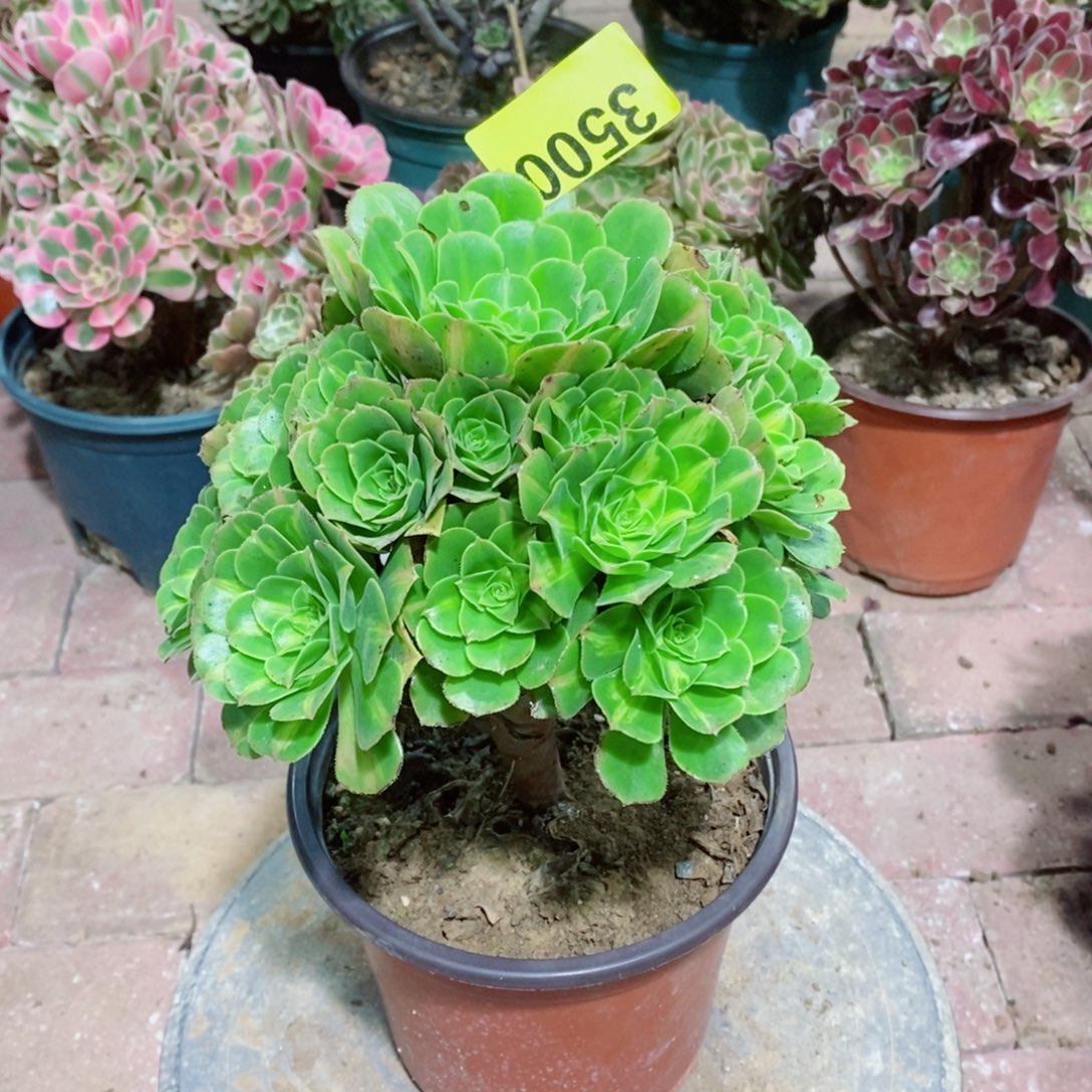 翡翠琉璃3500多肉植物