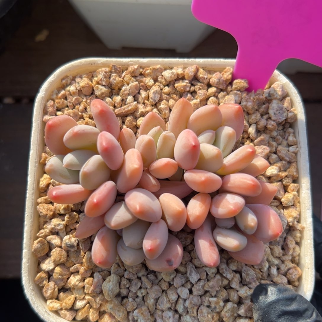 三明治11111111111111111