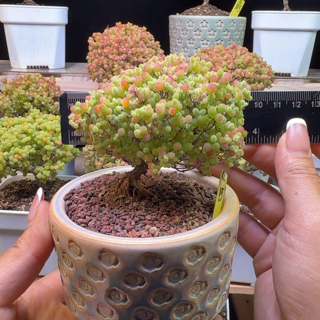 a151号蜜橘冠服9厘米左右带盆发