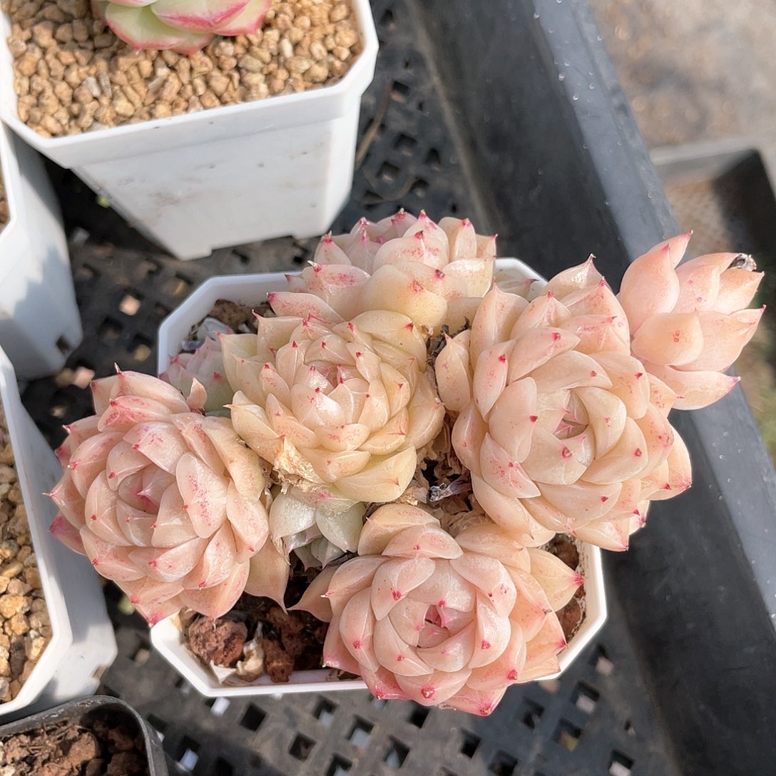 优选女王5号8621