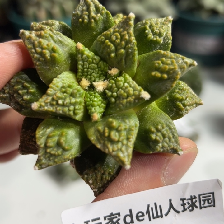 216辛顿黄体 节后发货 带根