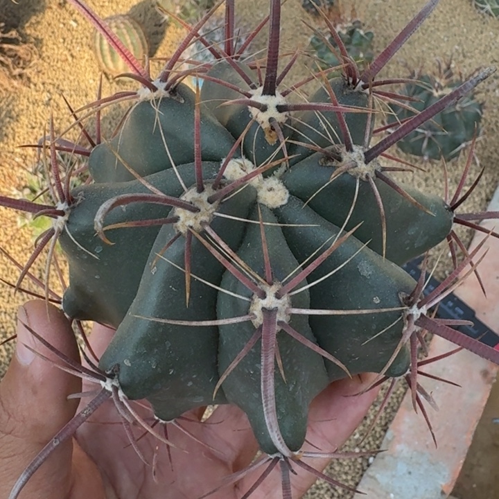 伟冠龙无根6666666