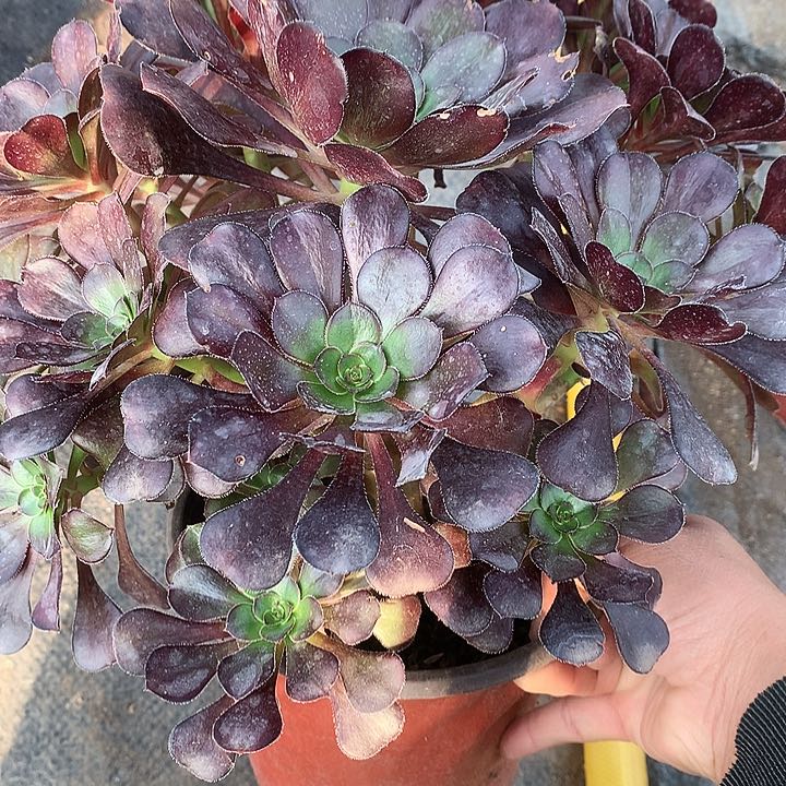 739圆叶黑多肉植物