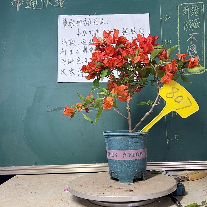 当前无花栽培后可以开花热火桑巴 807