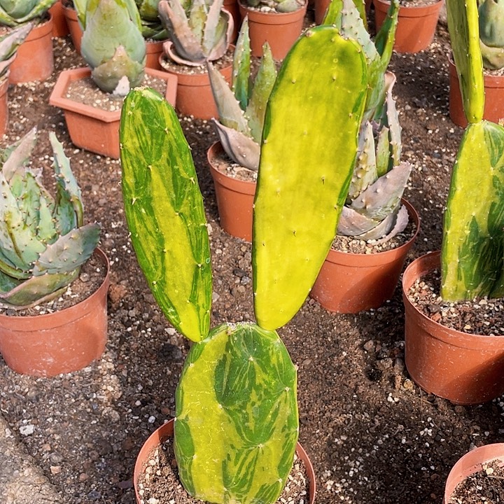 完全开放35cm裸根发货大理石仙人掌